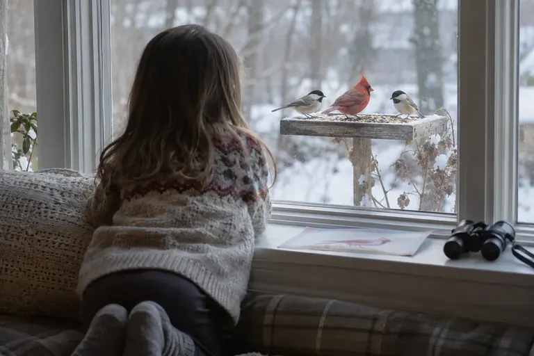 A child seen from behind kneeling at a low window, watching a feeder where a cardinal and chickadees are eating (AI illustration)