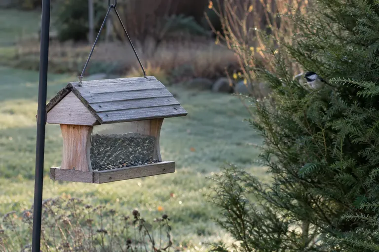 An empty hopper bird feeder full of seed in a quiet backyard, with a chickadee perched in a nearby shrub (AI illustration)