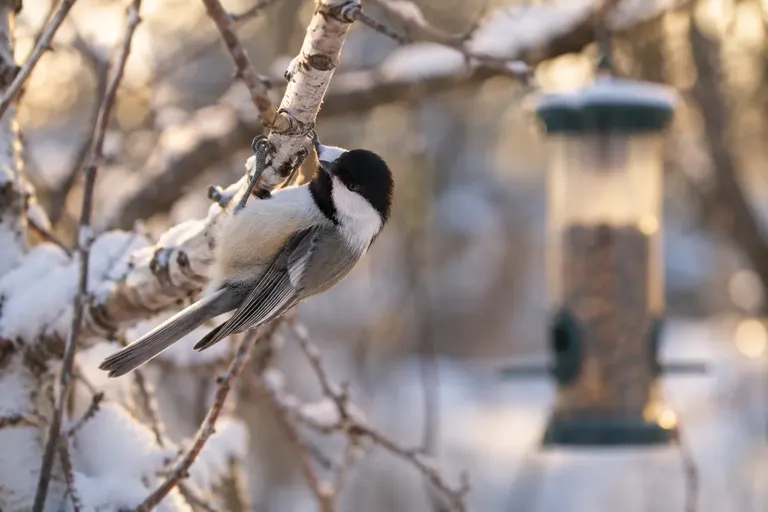 A Black-capped Chickadee foraging on a birch branch for insects, with a bird feeder softly out of focus in the background (AI illustration)