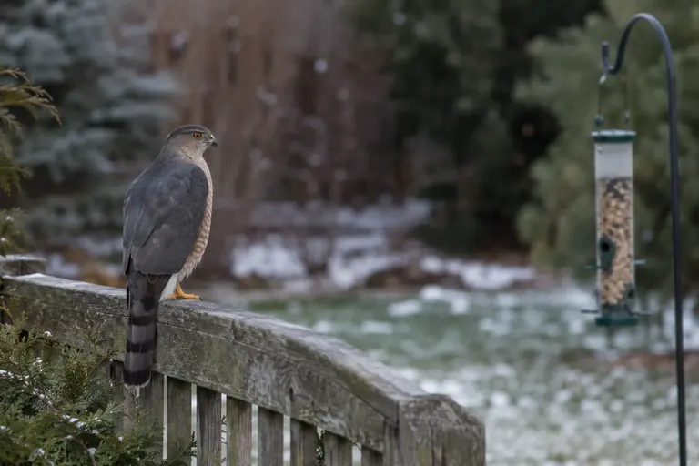 A Cooper's Hawk perched on a wooden fence rail near an empty backyard bird feeder in winter (AI illustration)