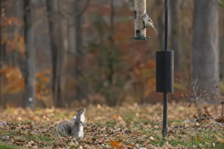 A gray squirrel sitting on the ground below a pole-mounted bird feeder with a cylindrical baffle (AI illustration)