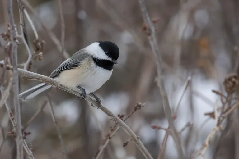 A curious Black-capped Chickadee peering out from a thicket of bare twigs toward the viewer (AI illustration)