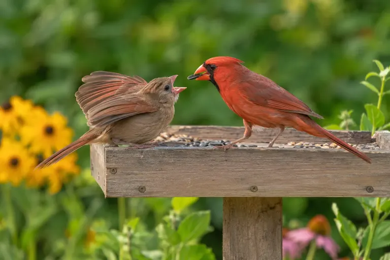 A male Northern Cardinal feeding a fluttering, scruffy juvenile cardinal on a platform feeder in a green summer garden (AI illustration)