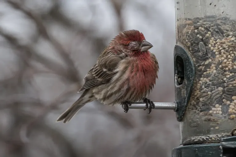 A fluffed-up House Finch with a swollen, crusty eye sitting still on the perch of a tube feeder (AI illustration)