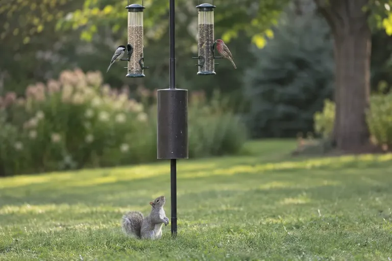 Eine Metallmanschette an einer Futterstangen-Station im Garten, darunter blickt ein Eichhörnchen vom Rasen nach oben (KI-Illustration)