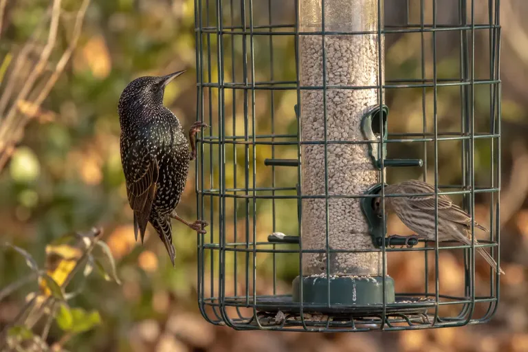 A European Starling with white-speckled winter plumage perched on a wire mesh cage around a tube feeder, unable to reach the seed (AI illustration)