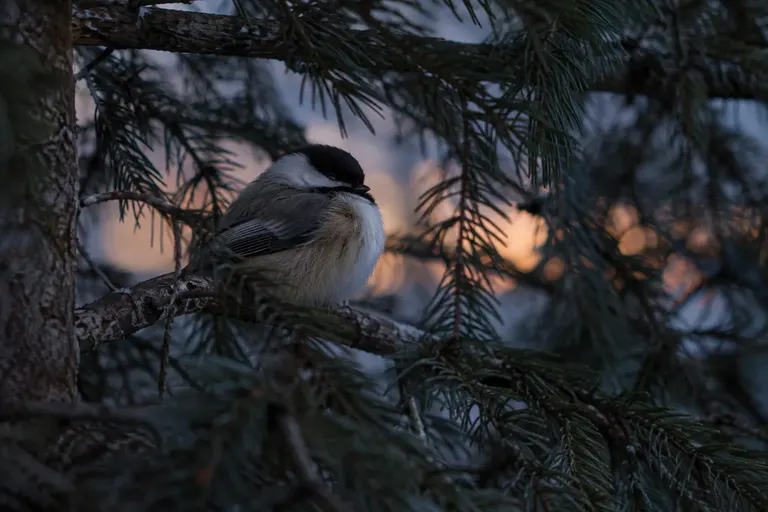 A small songbird roosting fluffed up on a branch deep inside a dense evergreen tree at dusk (AI illustration)