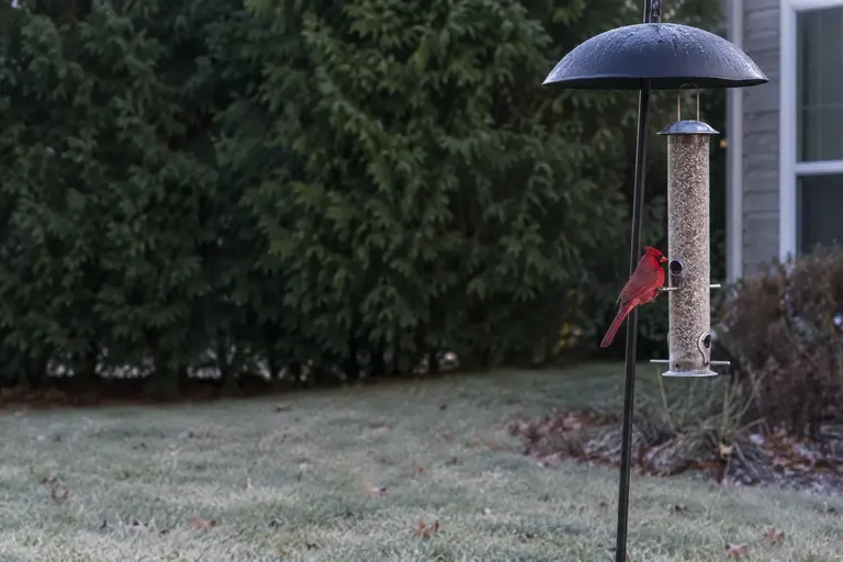A tube bird feeder on a pole in a yard, several feet in front of evergreen shrubs, with a cardinal perched on it (AI illustration)