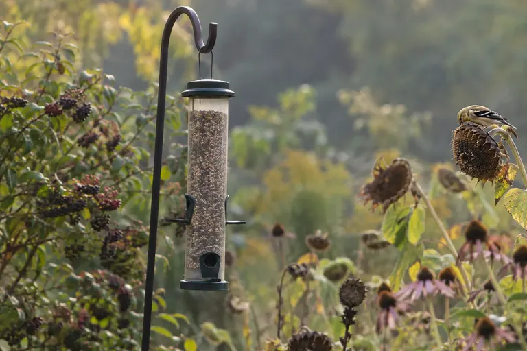 An empty tube bird feeder full of seed hanging in a quiet late-summer garden with ripe seed heads and berries in the background (AI illustration)