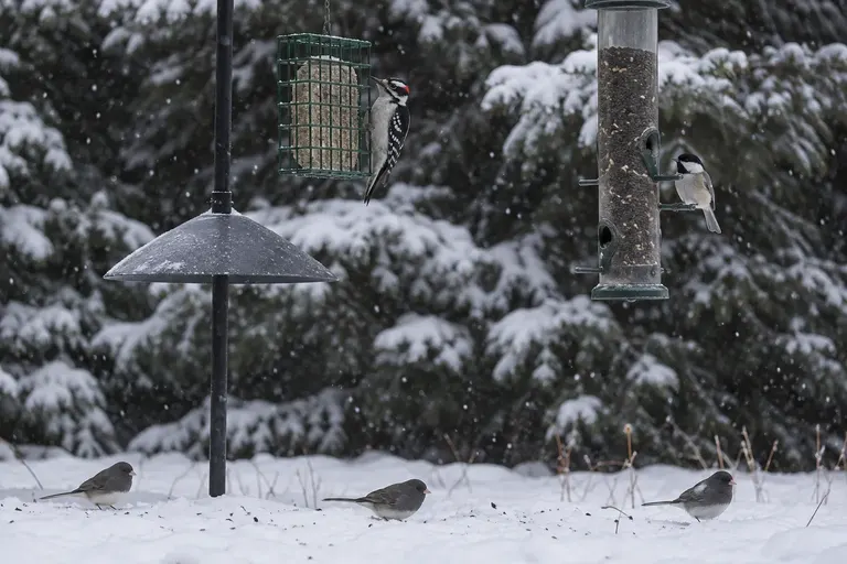 A snowy backyard with a suet cage and a tube feeder near evergreens, visited by a woodpecker and chickadees (AI illustration)