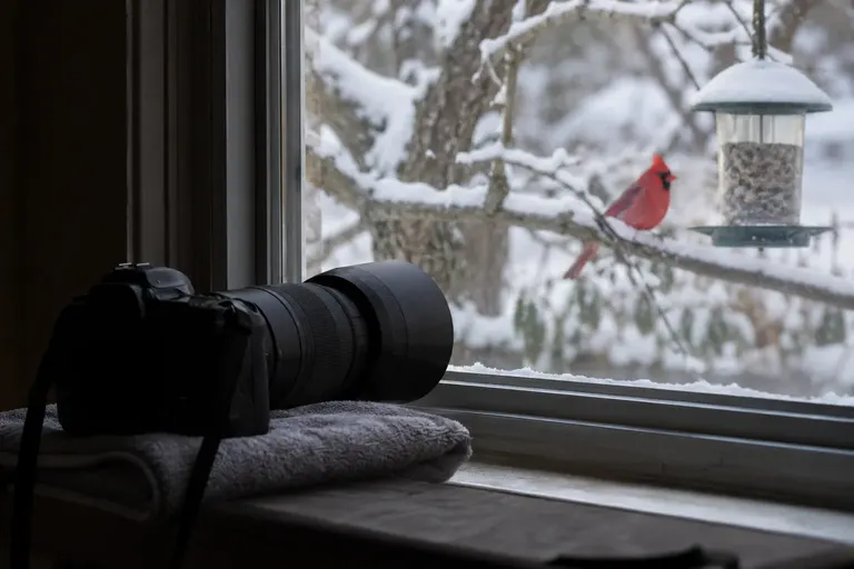 A camera with a long lens resting on a windowsill, pointed through the glass at a songbird on a branch outside (AI illustration)