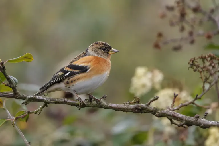 Ein männlicher Bergfink im Winterkleid mit orangefarbener Brust und Schulter sitzt im Schnee neben einer Futterschale mit Sonnenblumenkernen (KI-Illustration)
