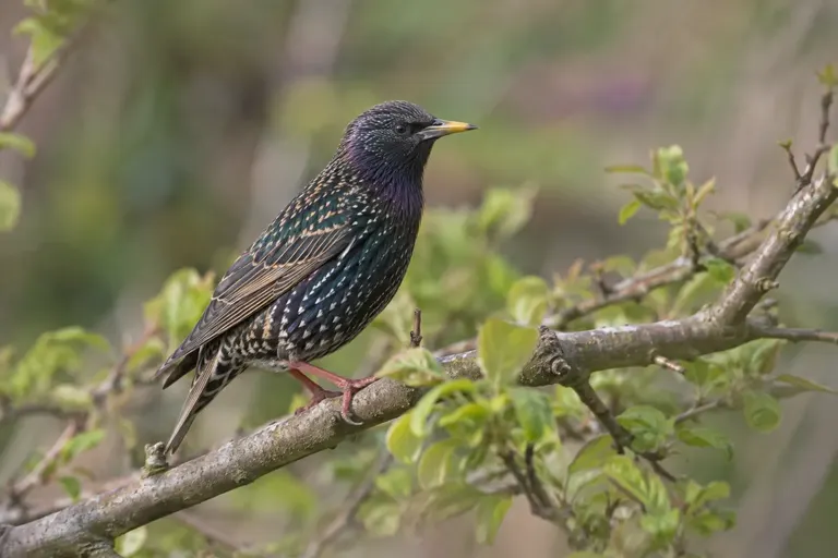 Un étourneau sansonnet au plumage noir irisé et au bec jaune cherche des larves dans une pelouse au printemps (illustration IA)