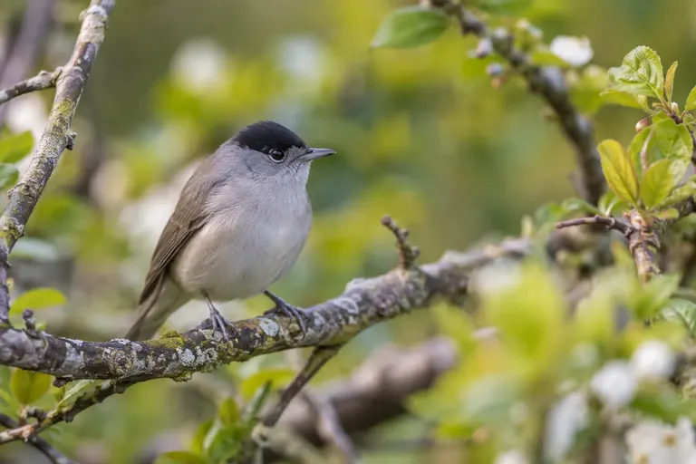 Une fauvette à tête noire mâle, calotte noire et plumage gris, mange une baie de sureau sur une branche chargée de fruits (illustration IA)