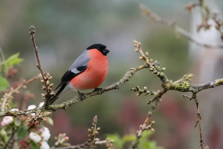 Ein männlicher Gimpel mit schwarzer Kappe, grauem Rücken und leuchtend rosaroter Brust sitzt im Winter auf einem Zweig mit roten Vogelbeeren (KI-Illustration)