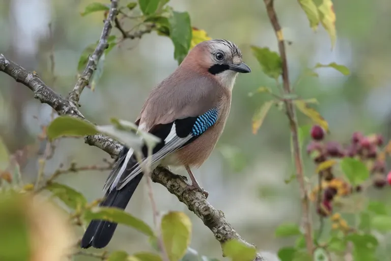 Een Vlaamse gaai met roze-bruin verenkleed en een blauw gebandeerde vleugelvlek houdt een eikel in de snavel op een houten voertafel (AI-illustratie)
