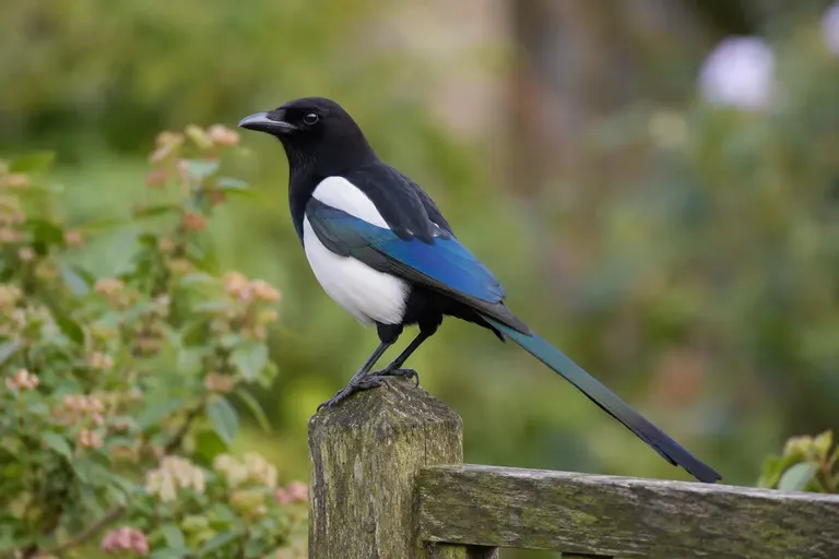 Een ekster met zwart-wit verenkleed en een lange, groenblauw glanzende staart staat op een gazon naast een lage houten voertafel (AI-illustratie)