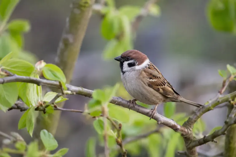 Ein Feldsperling mit kastanienbraunem Scheitel, weißen Wangen und schwarzem Wangenfleck sitzt auf dem Dach eines hölzernen Nistkastens an einem Apfelbaum (KI-Illustration)