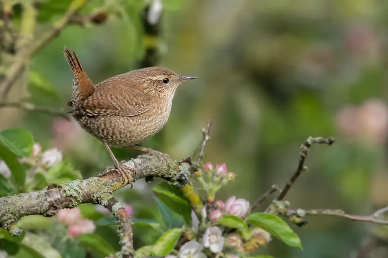 Ein kleiner brauner Zaunkönig mit steil aufgestelltem Schwanz sitzt auf einem bemoosten Holzstapel im Garten (KI-Illustration)