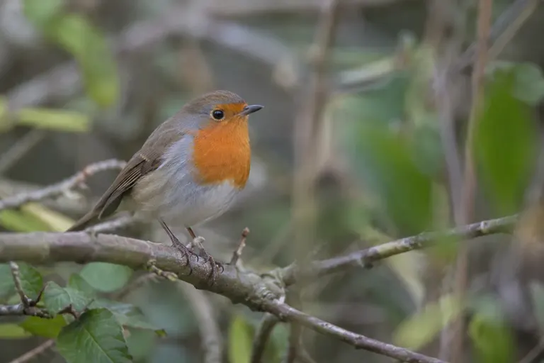 Ein Rotkehlchen mit orangeroter Brust sitzt auf dem Stiel eines Spatens in einem herbstlichen Gartenbeet (KI-Illustration)