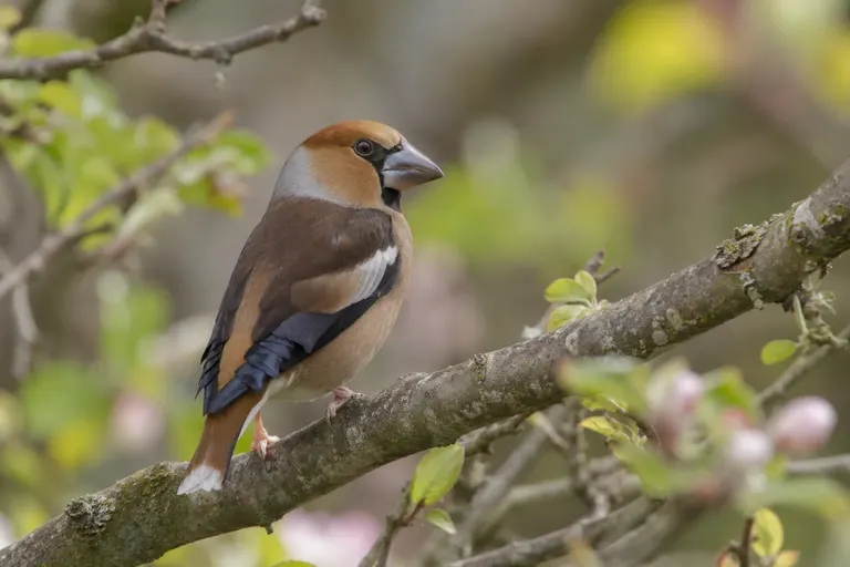 Een mannetje appelvink met oranjebruine kop, grijze nekband, zwarte keelvlek en een enorme kegelvormige snavel zit in een haagbeuk met zaden (AI-illustratie)