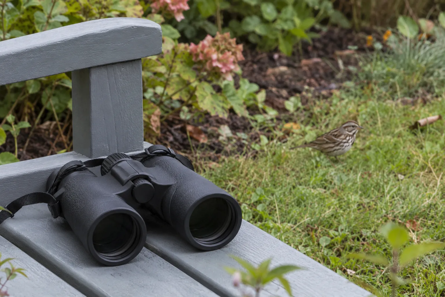 Black binoculars on a garden bench beside a sparrow foraging in the grass (AI illustration)