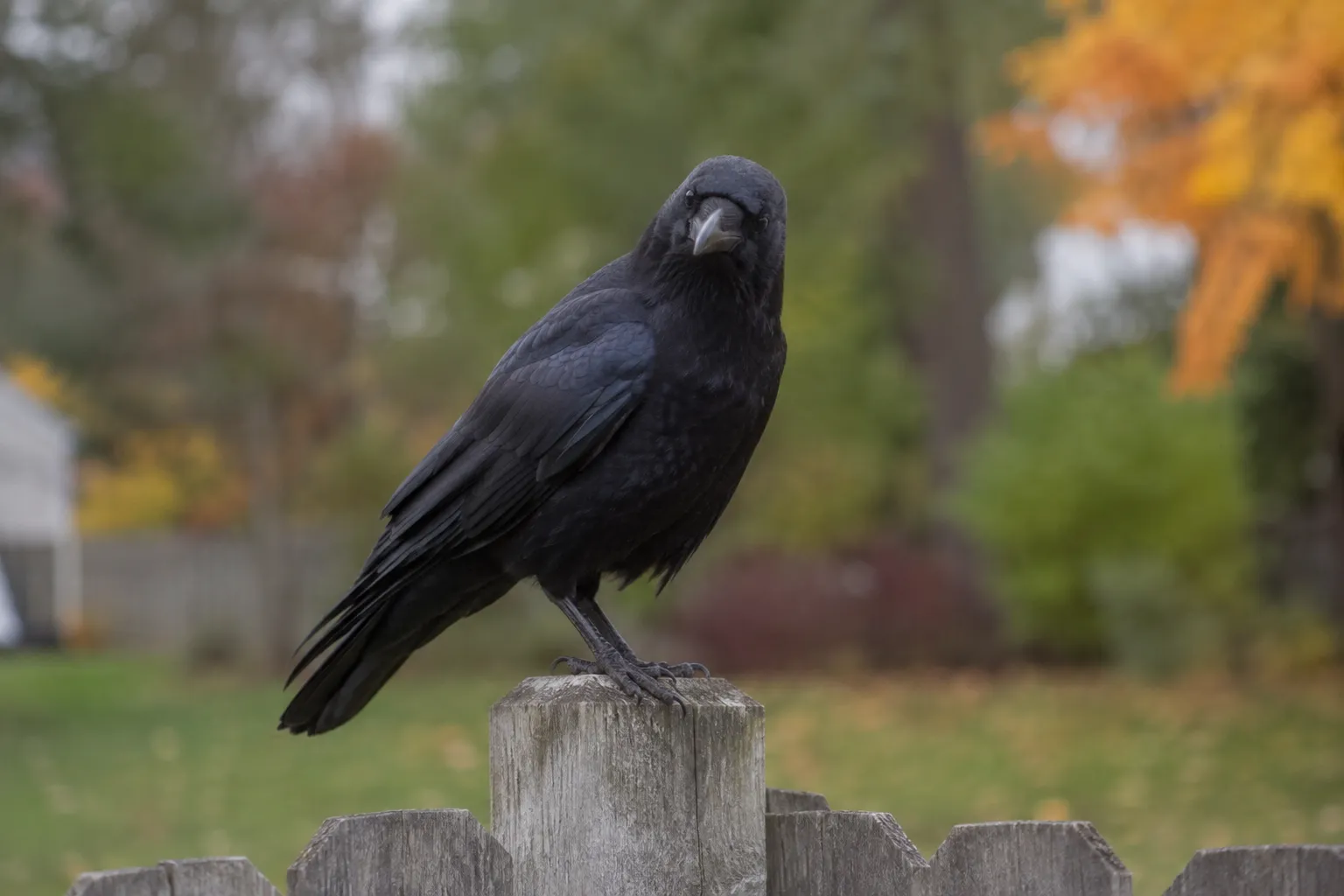 An American Crow standing on a wooden fence post, head tilted, looking toward the camera (AI illustration)