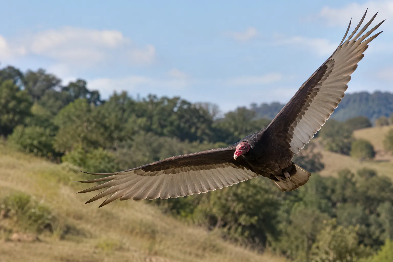 A Turkey Vulture soaring low over a grassy hillside with its wings held in a shallow V (AI illustration)
