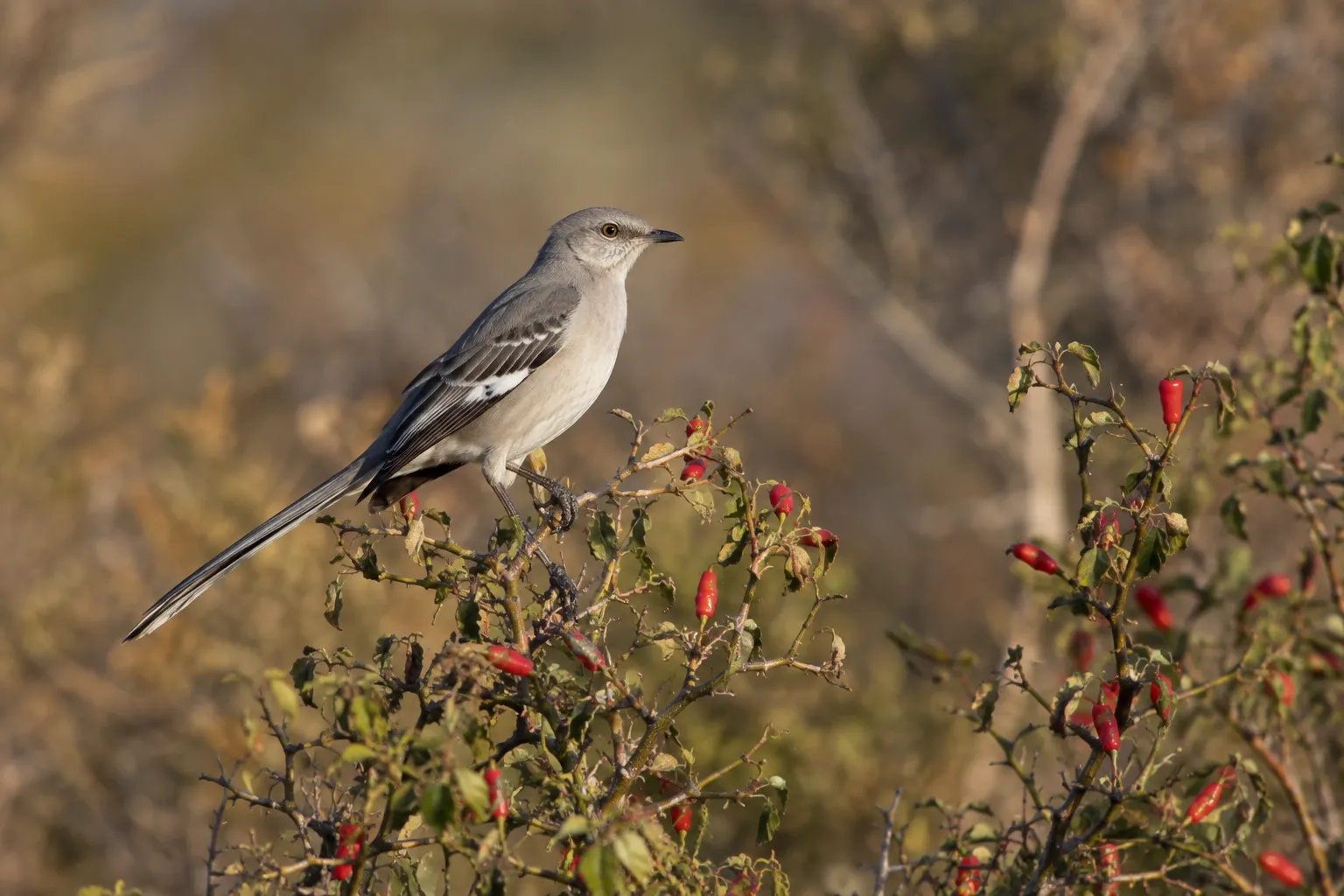 A northern mockingbird perched on a wild chili pepper plant with small red fruits (AI illustration)