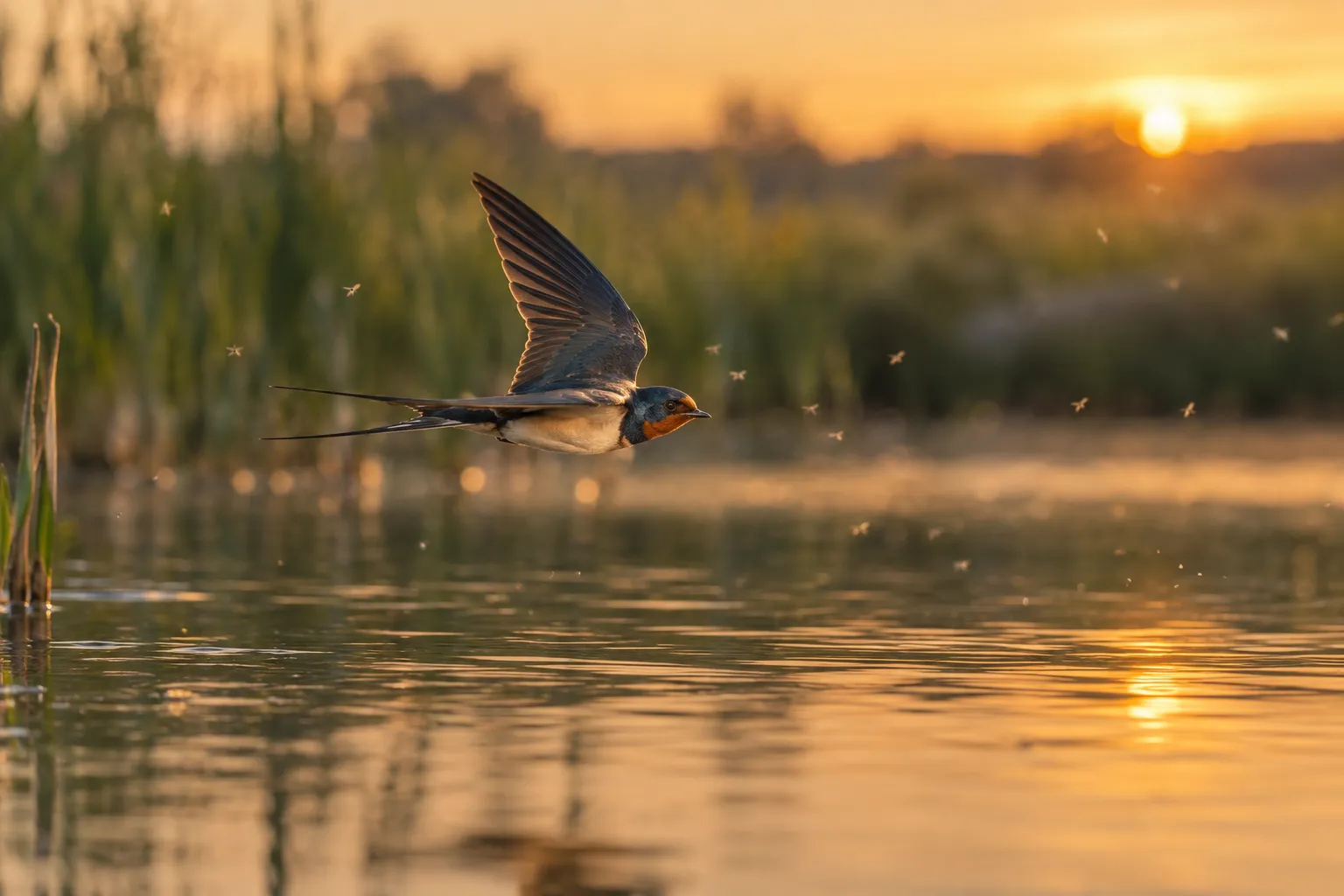 A Barn Swallow flying low over a pond at dusk with its mouth open to catch insects (AI illustration)