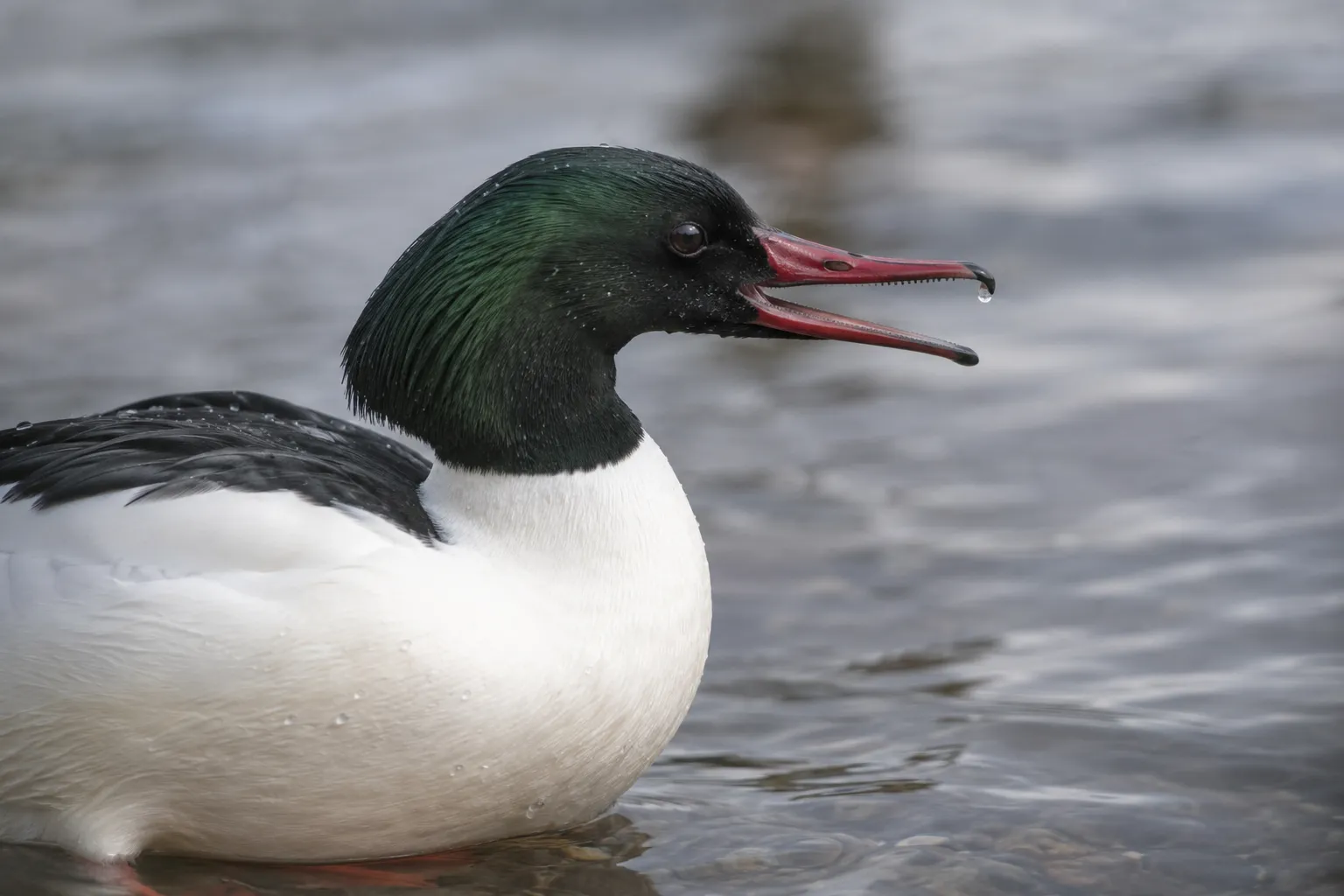 Close view of a merganser's slender, serrated bill held slightly open beside the water (AI illustration)