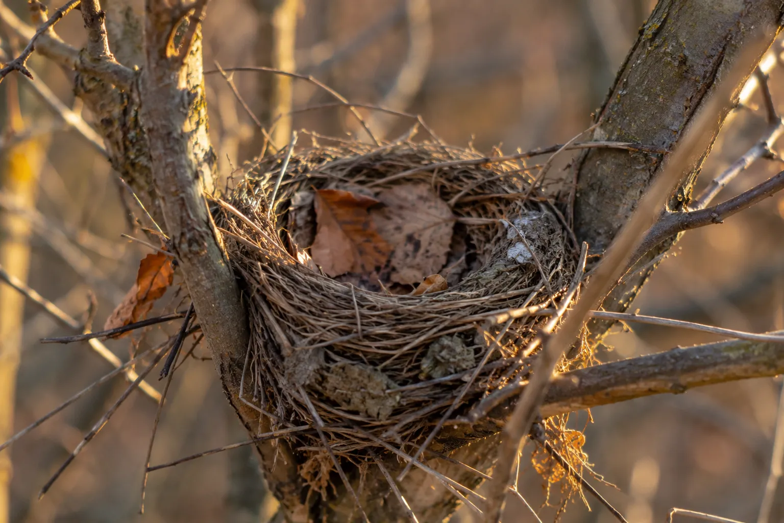 An old, weathered songbird cup nest of grass and twigs resting in the fork of a bare shrub in late autumn (AI illustration)