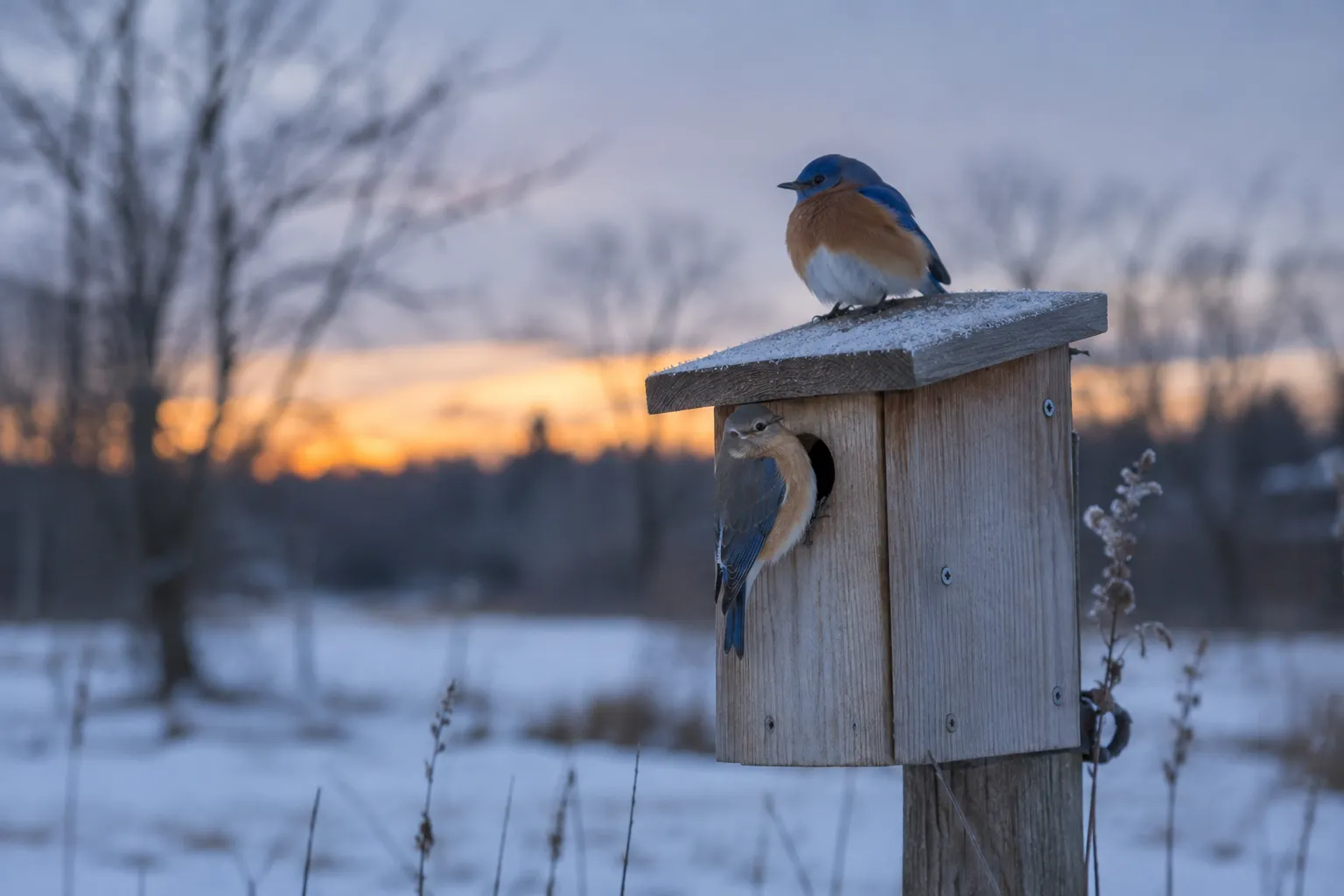 Several Eastern Bluebirds huddled together at the entrance of a wooden nest box on a frosty winter evening (AI illustration)