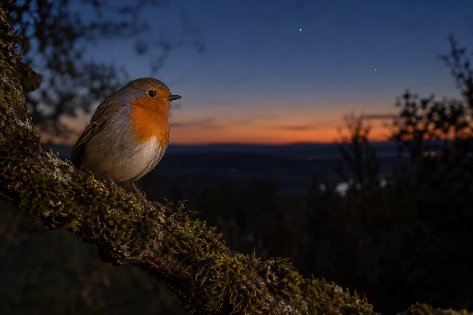 A European Robin perched on a mossy branch at dusk under a deep blue sky (AI illustration)
