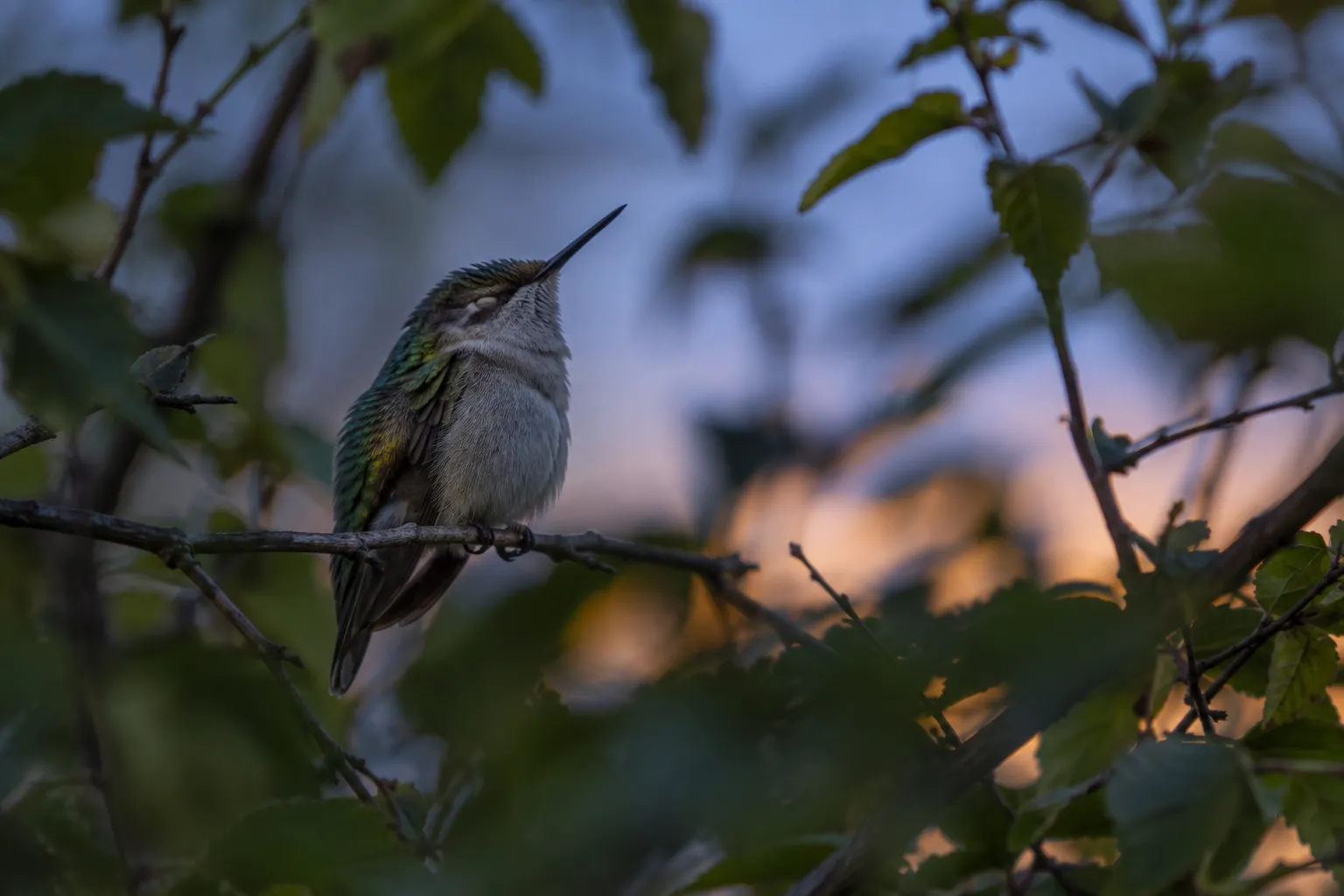 A small hummingbird perched motionless on a thin twig at dusk with its feathers slightly fluffed (AI illustration)