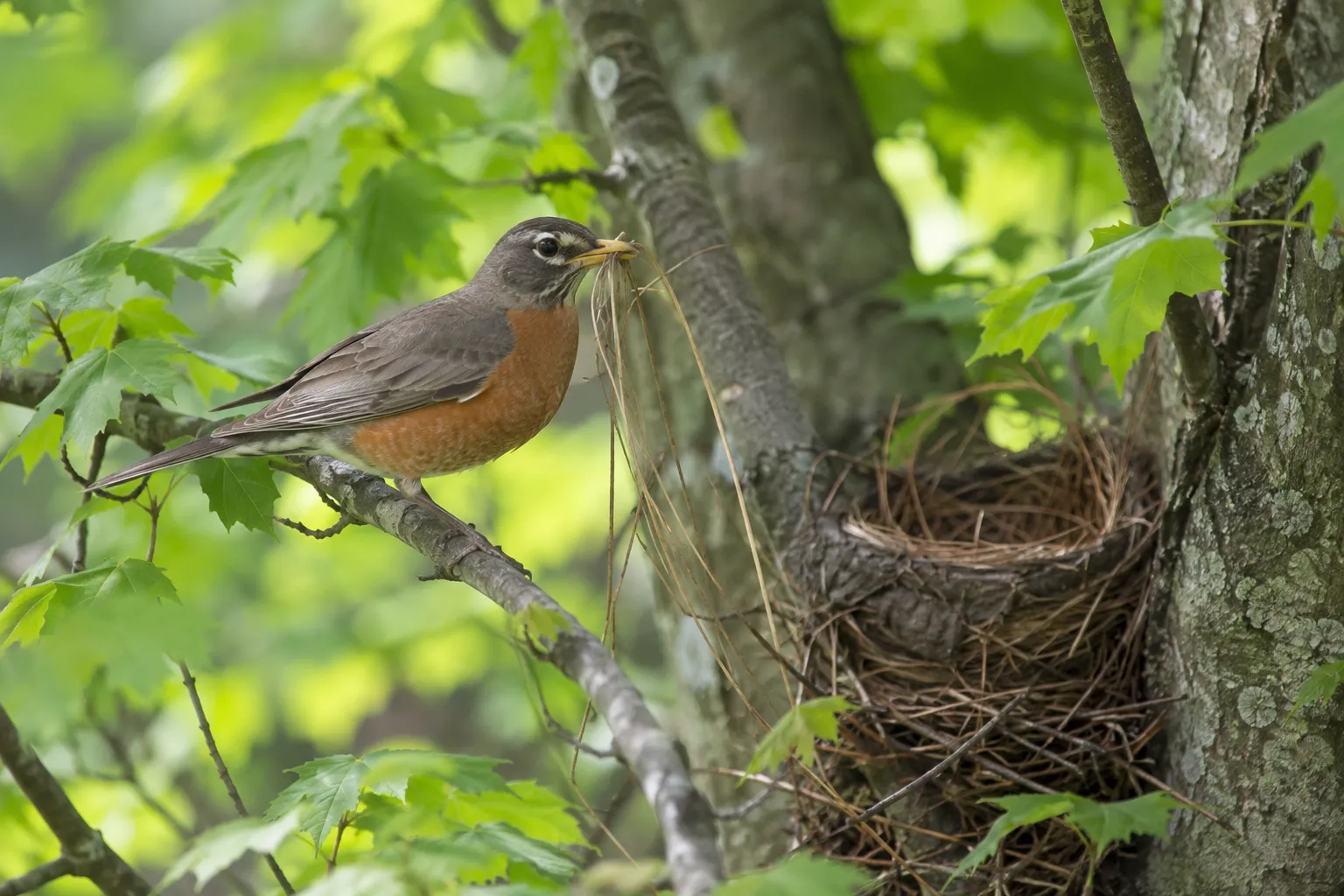 A female American Robin carrying a beakful of dry grass toward a half-built nest in the fork of a tree (AI illustration)