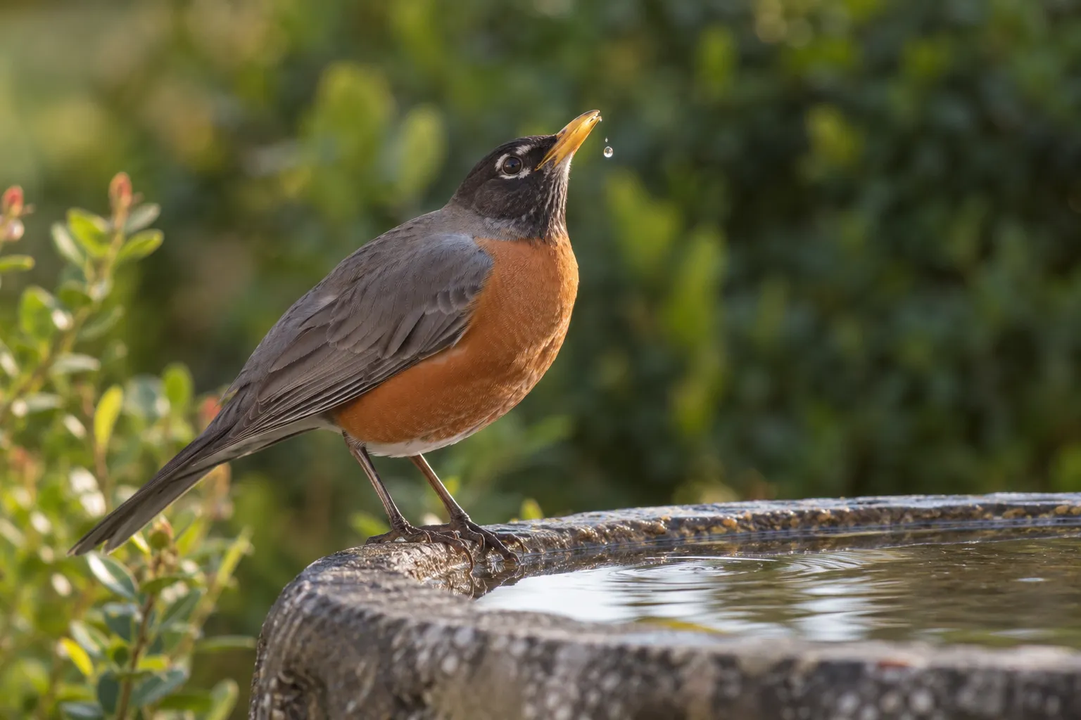 An American Robin at the edge of a shallow stone bird bath tilting its head back after taking a sip (AI illustration)