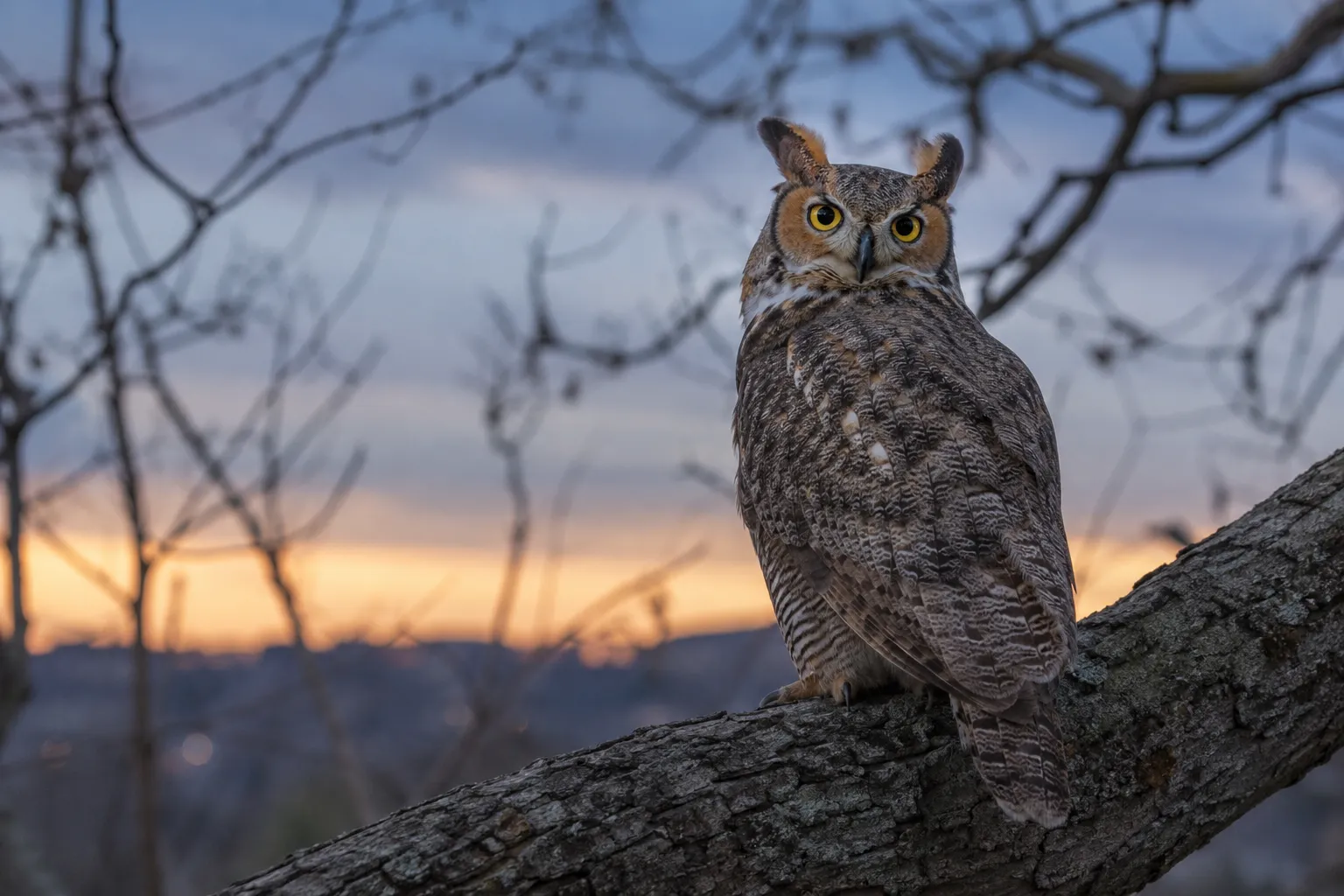 An owl perched on a branch with its body facing away from the camera and its head turned fully around to look back over its shoulder (AI illustration)