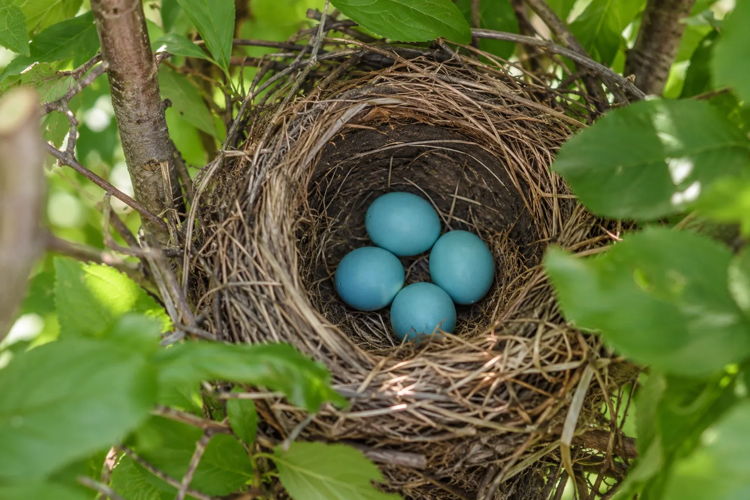 Four sky-blue American Robin eggs in a grass-lined cup nest, seen from slightly above (AI illustration)