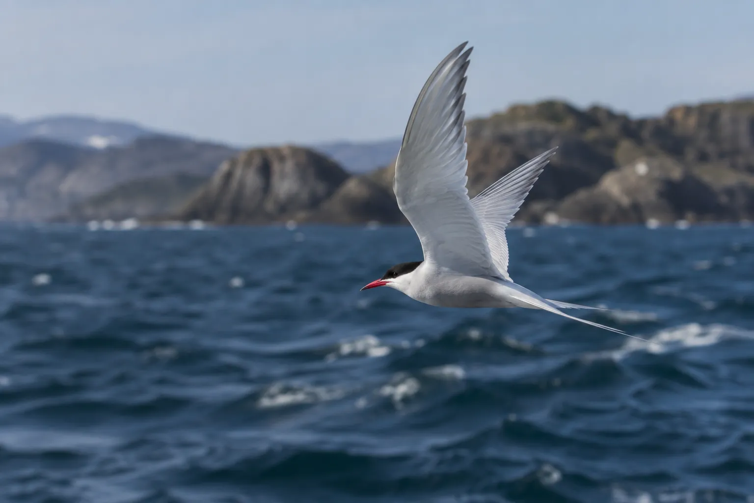 An Arctic Tern in flight over cold blue ocean water with its long forked tail spread (AI illustration)
