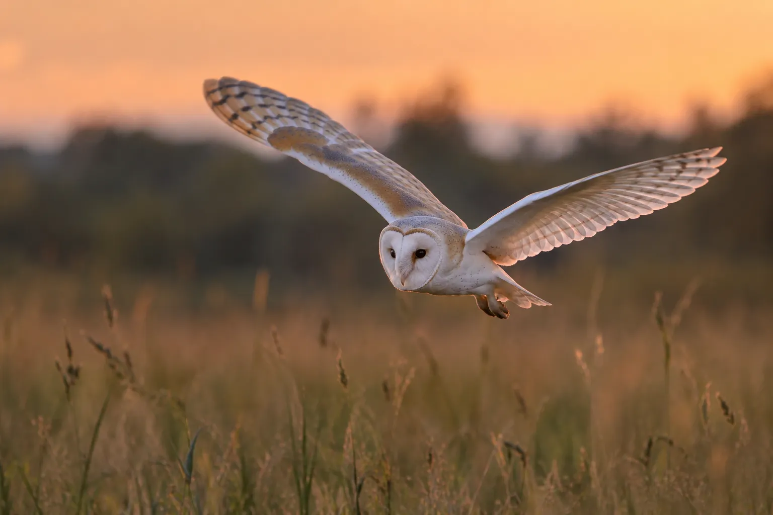 A pale owl gliding low over a grassy meadow at dusk with its broad wings fully spread (AI illustration)