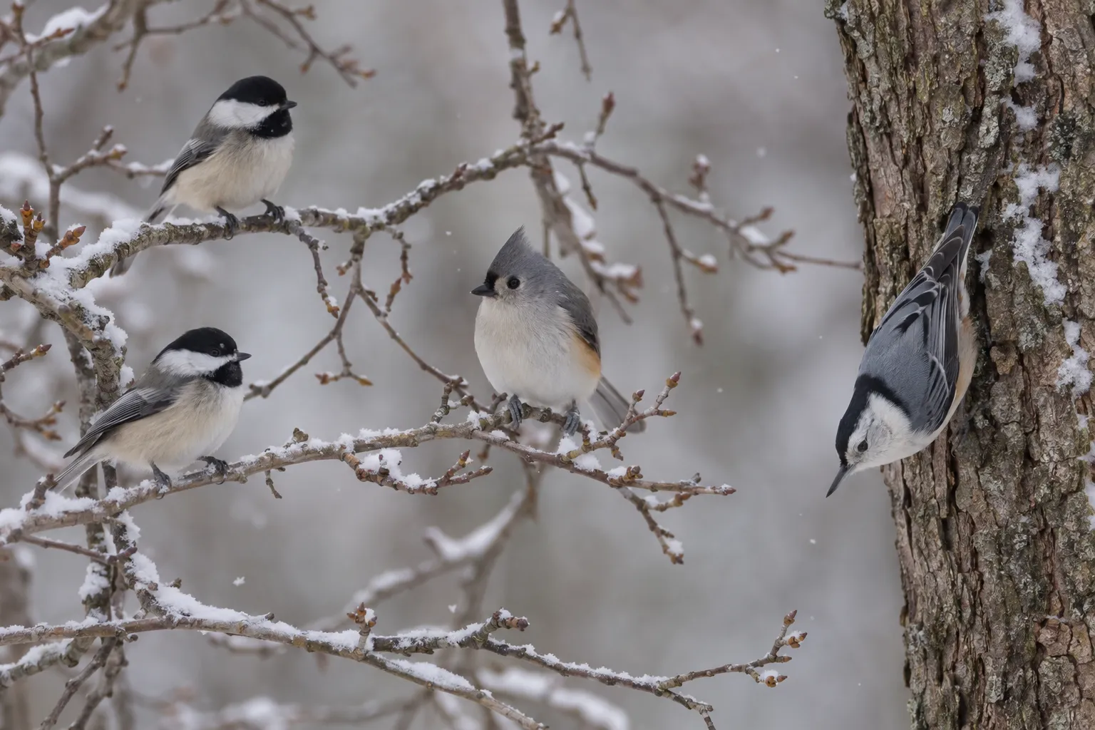 A mixed winter flock of chickadees, nuthatches and titmice moving through bare branches (AI illustration)