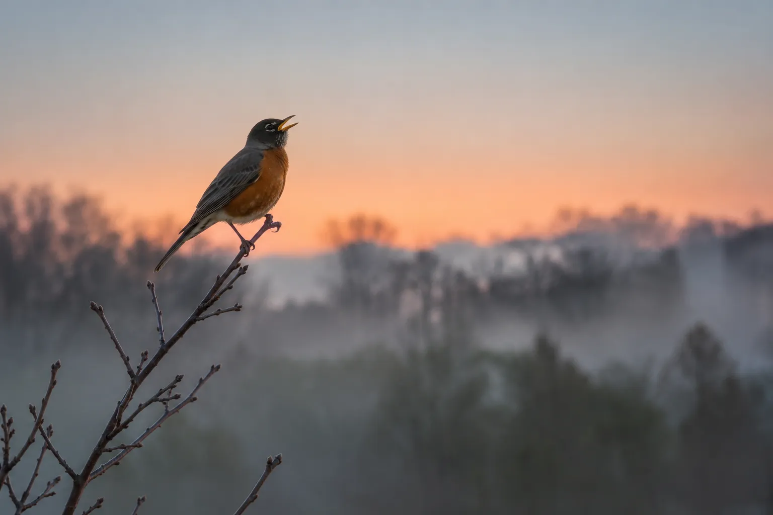 An American Robin singing from the top of a bare branch against a pale pre-dawn sky (AI illustration)
