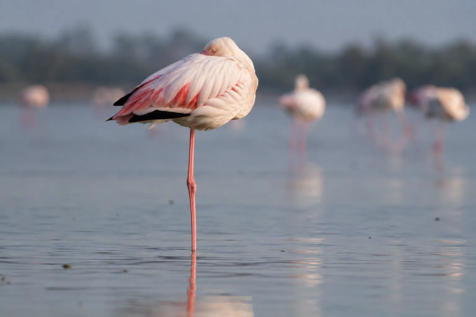 A flamingo standing on one leg in shallow water with its head tucked into its back feathers (AI illustration)