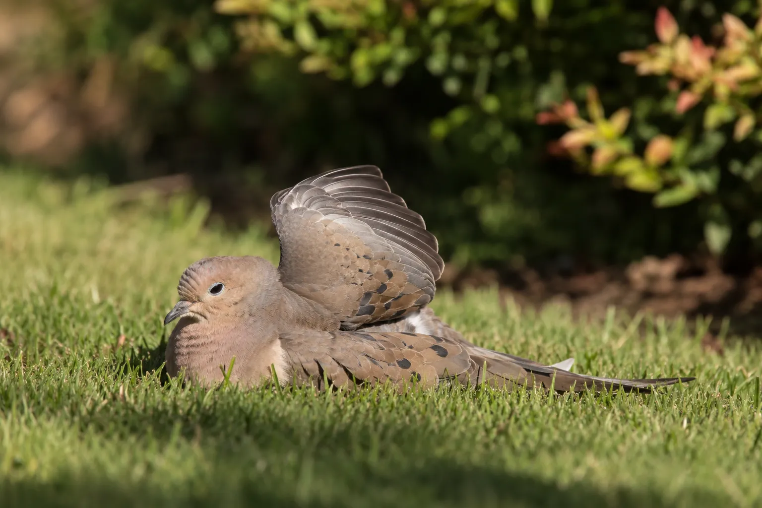 A dove lying on a sunny lawn with one wing spread and feathers raised, basking in warm sunlight (AI illustration)