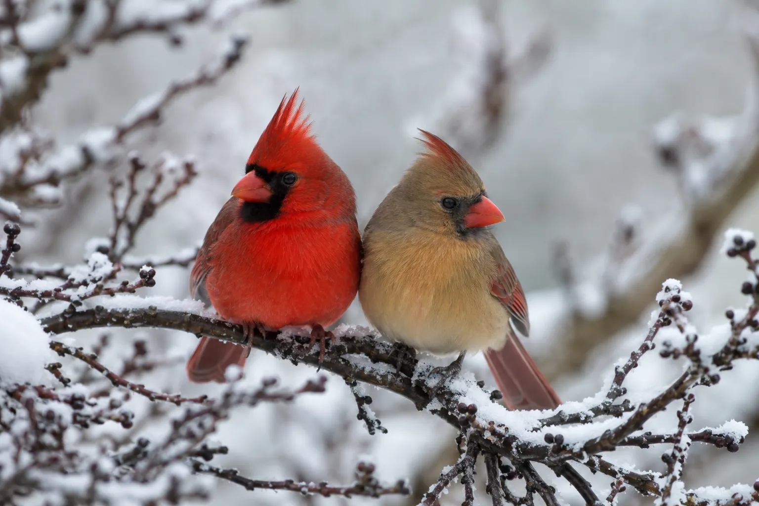 A bright red male Northern Cardinal and a warm brown female cardinal perched together on a snowy branch (AI illustration)