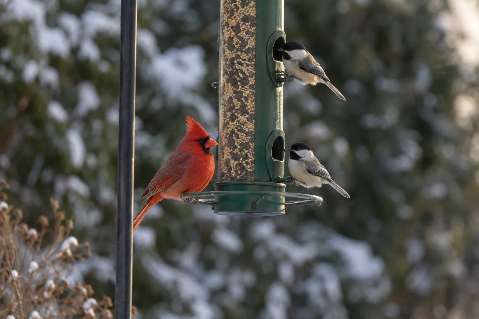 Tube bird feeder with a cardinal and chickadees hanging in a snowy backyard (AI illustration)
