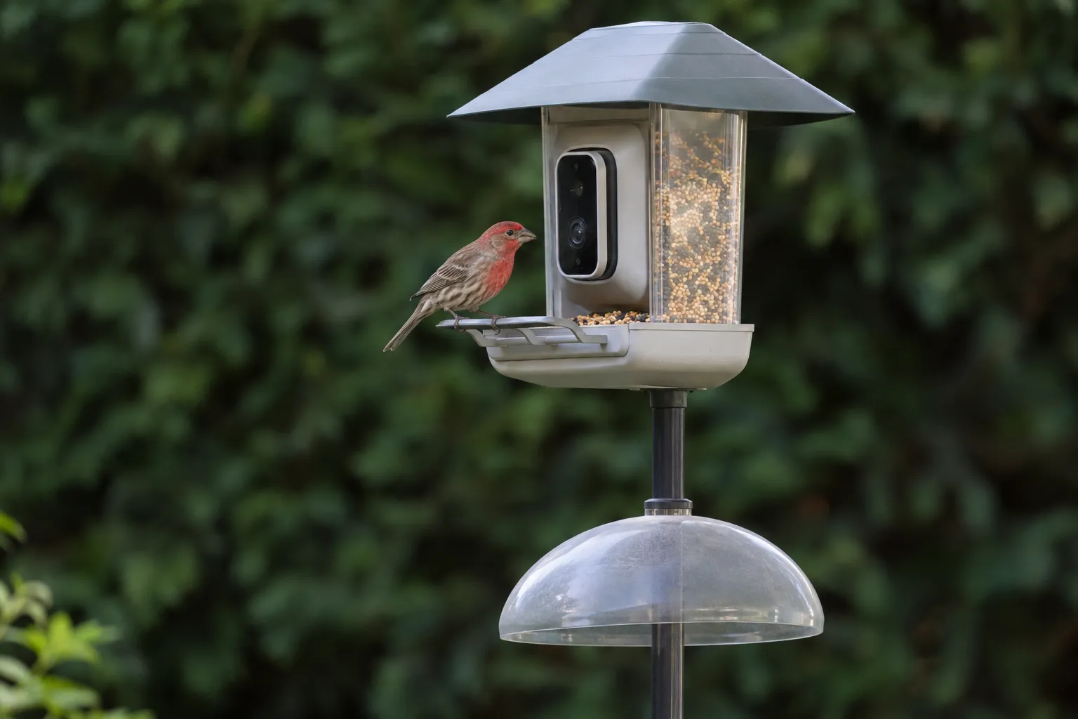 Smart bird feeder with a built-in camera mounted on a pole in a backyard, a House Finch perched in front of the lens (AI illustration)