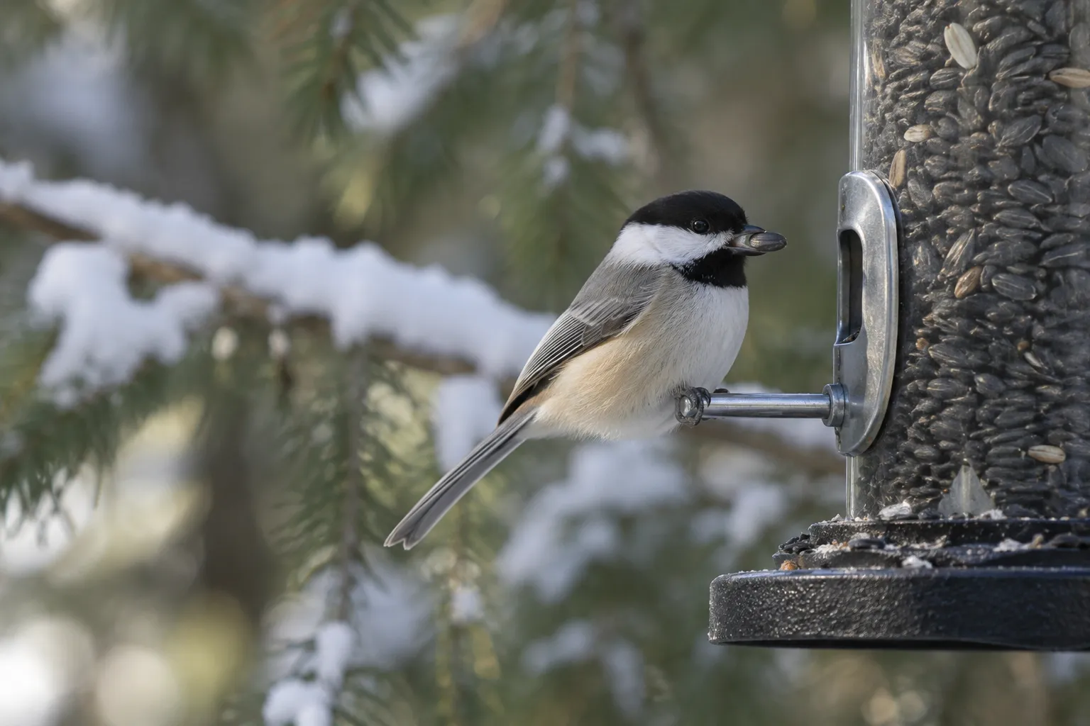 A Black-capped Chickadee holding a small black sunflower seed on the perch of a tube feeder (AI illustration)