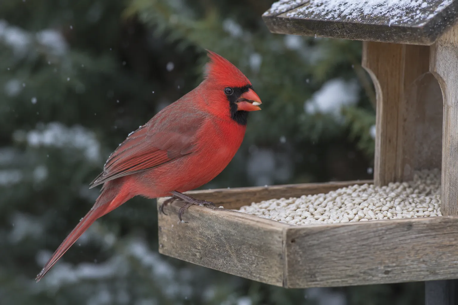 A male Northern Cardinal eating white safflower seeds from a hopper feeder in winter (AI illustration)